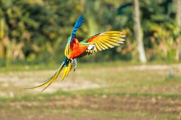 beautiful macaw bird flying sky in rural area