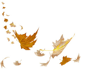 autumn leaf leaves falling and flying from the sky space for your text message