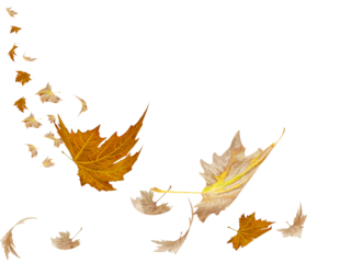 autumn leaf leaves falling and flying from the sky space for your text message