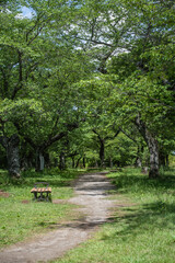 初夏・新緑の季節