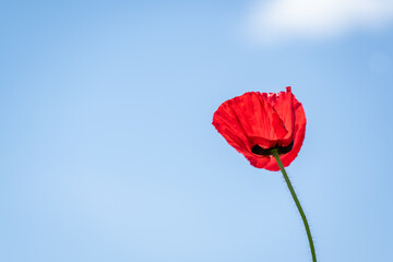 Obraz premium 青空と赤いポピー 