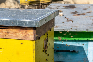 Bees in the beehive, yellow bee hive with insects flying and collecting pollen for honey