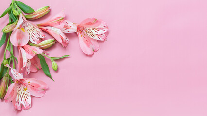 alstroemeria flowers on pink background