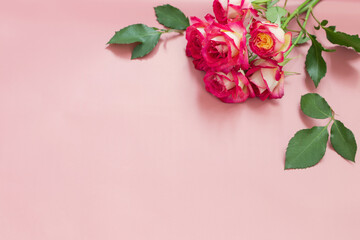 beautiful roses on pink background