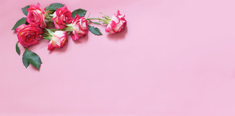 beautiful roses on pink background