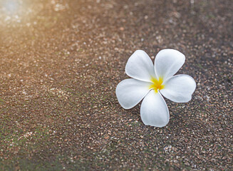 White frangipani flowers resting on the concrete floor are lit by the orange sun beside them. except the copy area