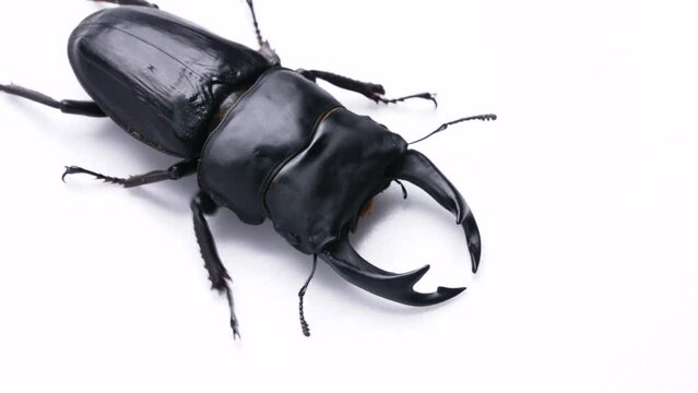 オオクワガタのオスの白背景4K動画