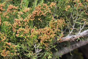 Juniperus virginiana with yellow male cones close up.  Eastern Red Cedar (Juniperus virginiana)...
