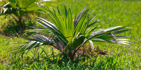 Obraz na płótnie Canvas Small green palm tree in tropical nature