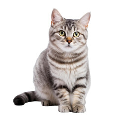 Obraz premium portrait of a cat