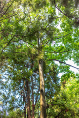 Fototapeta premium Dense trees in the forest as a background