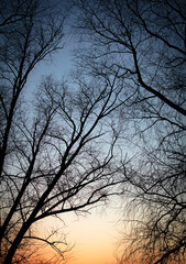 Bare tree branches at sunset. Nature background.