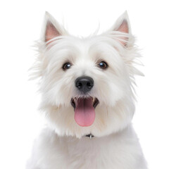 west highland white terrier - obrazy, fototapety, plakaty