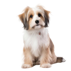 dog sitting in front of white background