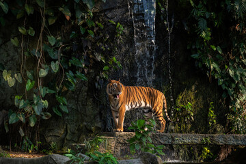 Fototapeta na wymiar Whole body of yellow black strip tiger standing on rock looking back with forest blur and waterfall behide.