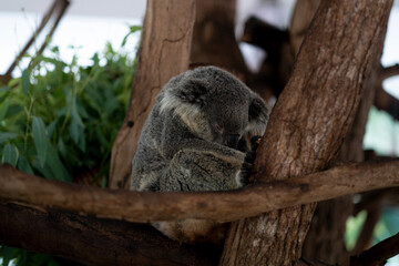 Cute Koala bear slepping on tree branch fold himselfe adorably.