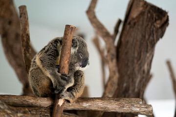 Bronw and gray Koala bear, Australian animal sleeping and rest on branch of tree.