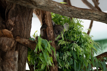 Gray Koala bear eating Eucaliptus leave on tree branch.