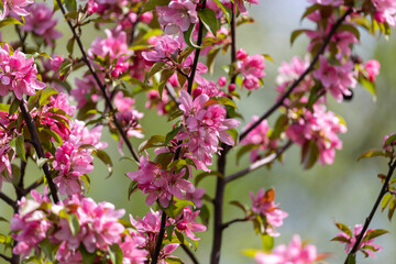 Beautiful pink flowers blooming branches of an apple tree in spring