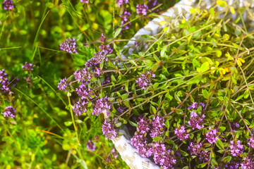 Fresh thyme collected in the basket. Medical herbs.