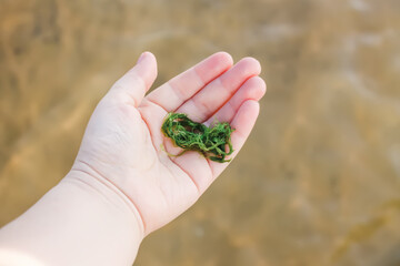 Green moss and water plants in a child's hand on sea background