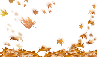 falling leaves in autumn background isolated space for your text