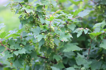 Unripe berries of black currant in summer garden