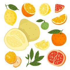 Set with fruits after harvest. Farm products, organic farming. Different types of fruits. Orange, pomelo, grapefruit, lemon, lime, tangerine. Vector illustration for farmers and food markets.