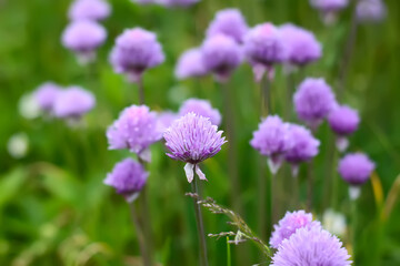 Flowering ornamental purple onion in vegetable garden.