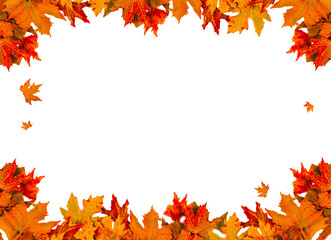 autumn leaf isolated vibrant for background space for your text