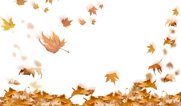 Fototapeta falling leaves in autumn background isolated space for your text