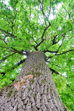 Oak tree bottom view stem branches bark natural nature leaves