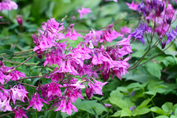 Columbine or Aquilegia flowers blossoms in the flower garden.