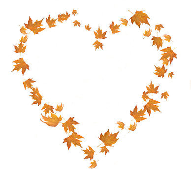 heart love leaves of platanus tree isolated
