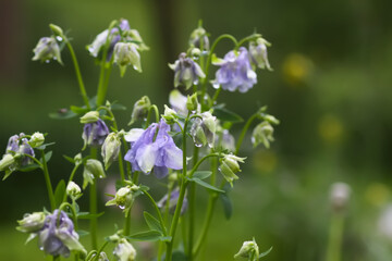 Columbine or Aquilegia flowers blossoms in the flower garden.