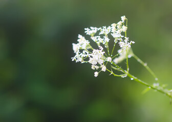 Cow parsley white flowers growing in the countryside