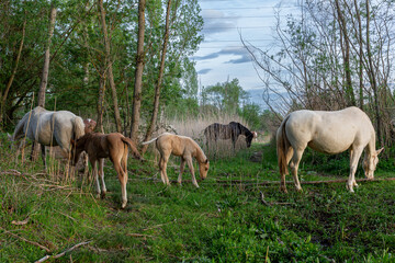 Obraz na płótnie Canvas Group of mares with their foals grazing in the forest on the banks of the Bernesga River, León, Spain.