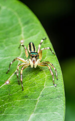 Close up a little Jumping Spider on green leaf, Colorful jumping spider.