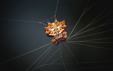 Spiny Orb Weaver on web in nature, Macro photo of insect.