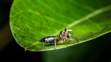 Close up a little Jumping Spider on green leaf, Colorful jumping spider.