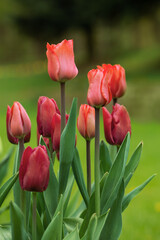 pomarańczowe tulipany