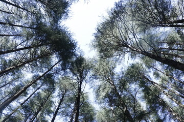 trees in the forest