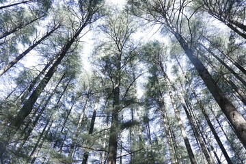 sun shining through trees