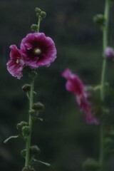 pink and white flower