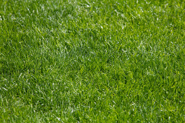 green grass background, football field textured background