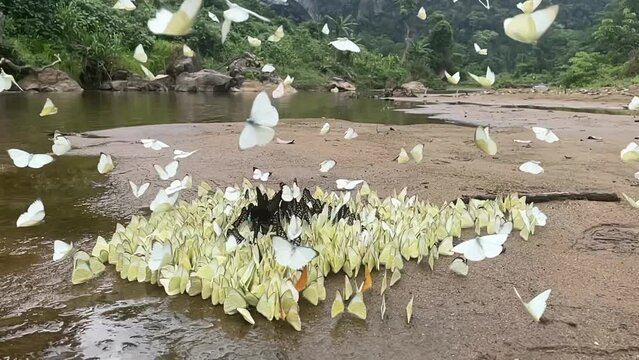 Slomotion of hundred butterflies with multiple colours gather at the river bank