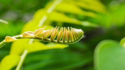 Starfruit shoots. Starfruits leaf that growth in the garden