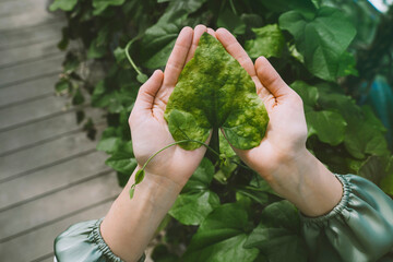 Hands of woman holding leaf in greenhouse