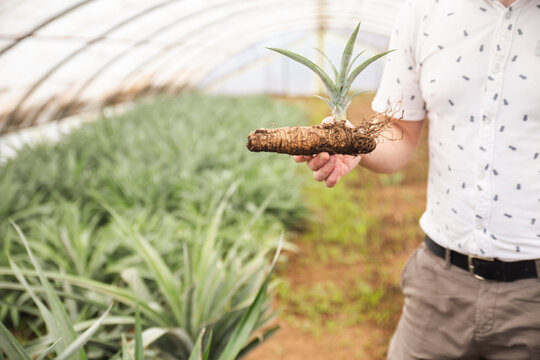 Man holding rhizome of pineapple plant in greenhouse