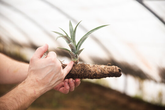 Man measuring rhizome of pineapple plant with finger